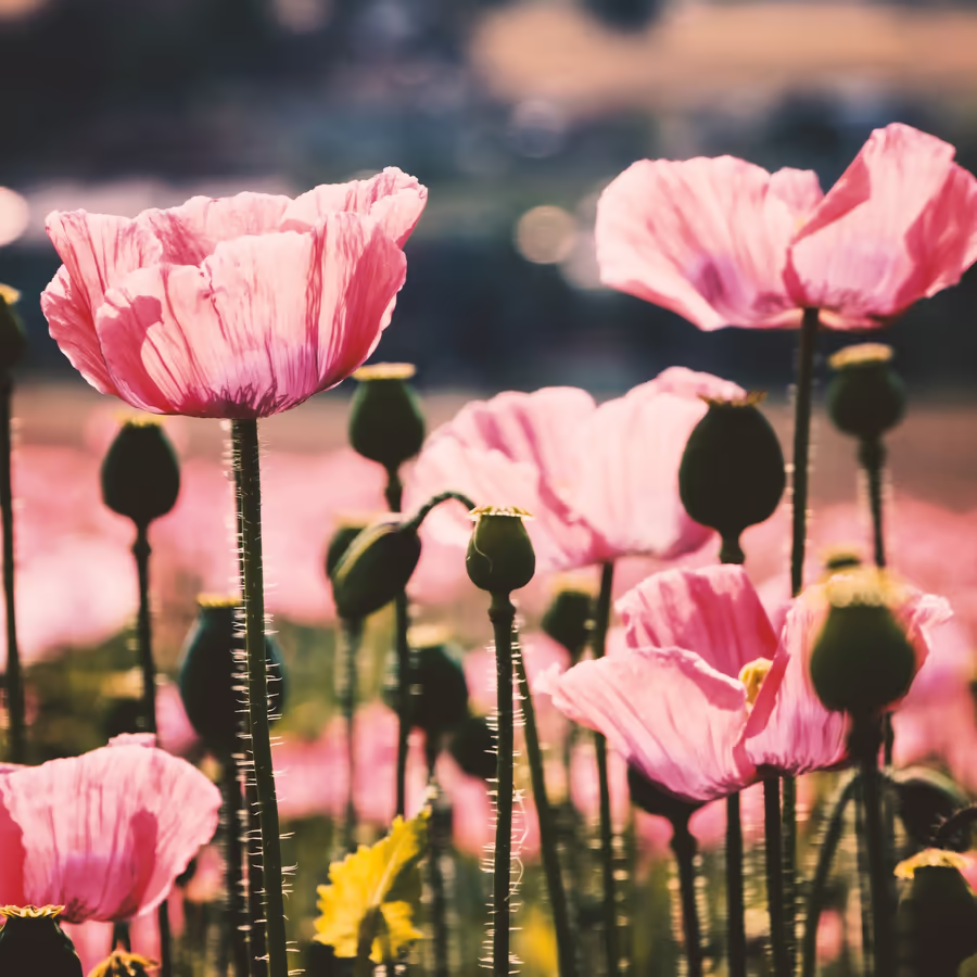 Поле нежных розовых маков