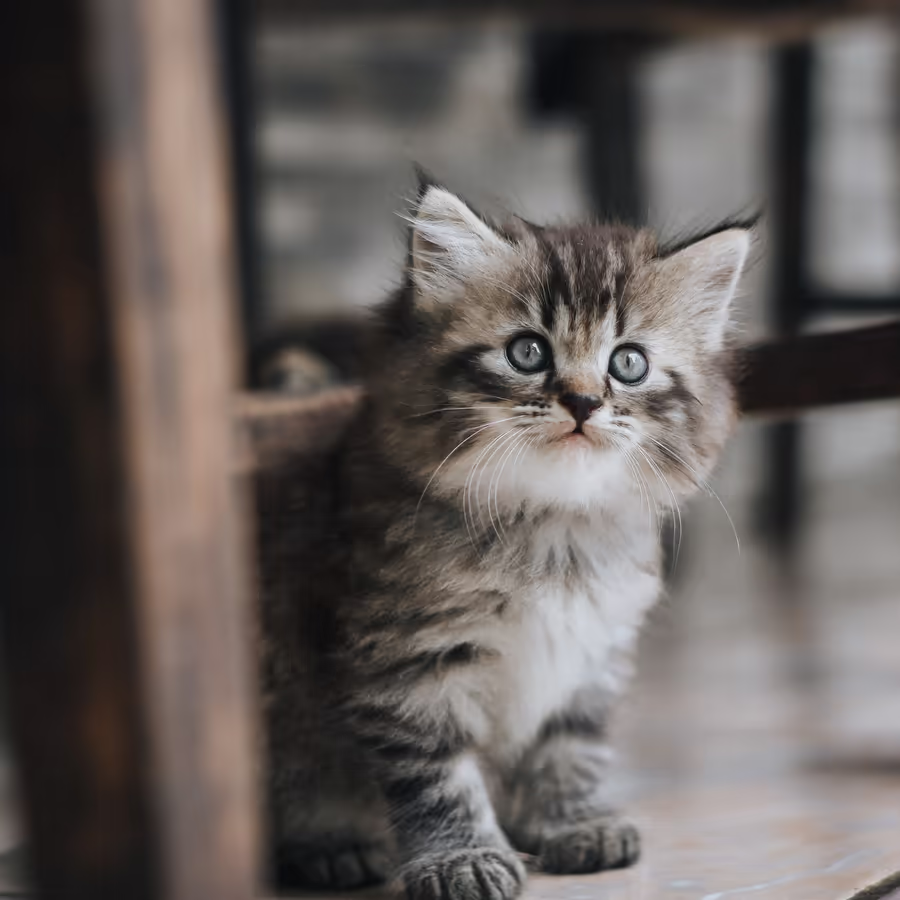 Маленький полосатый котенок с большими глазами