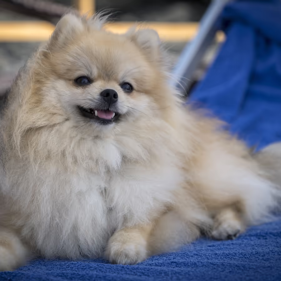 Пушистый пес породы шпиц с довольным выражением морды