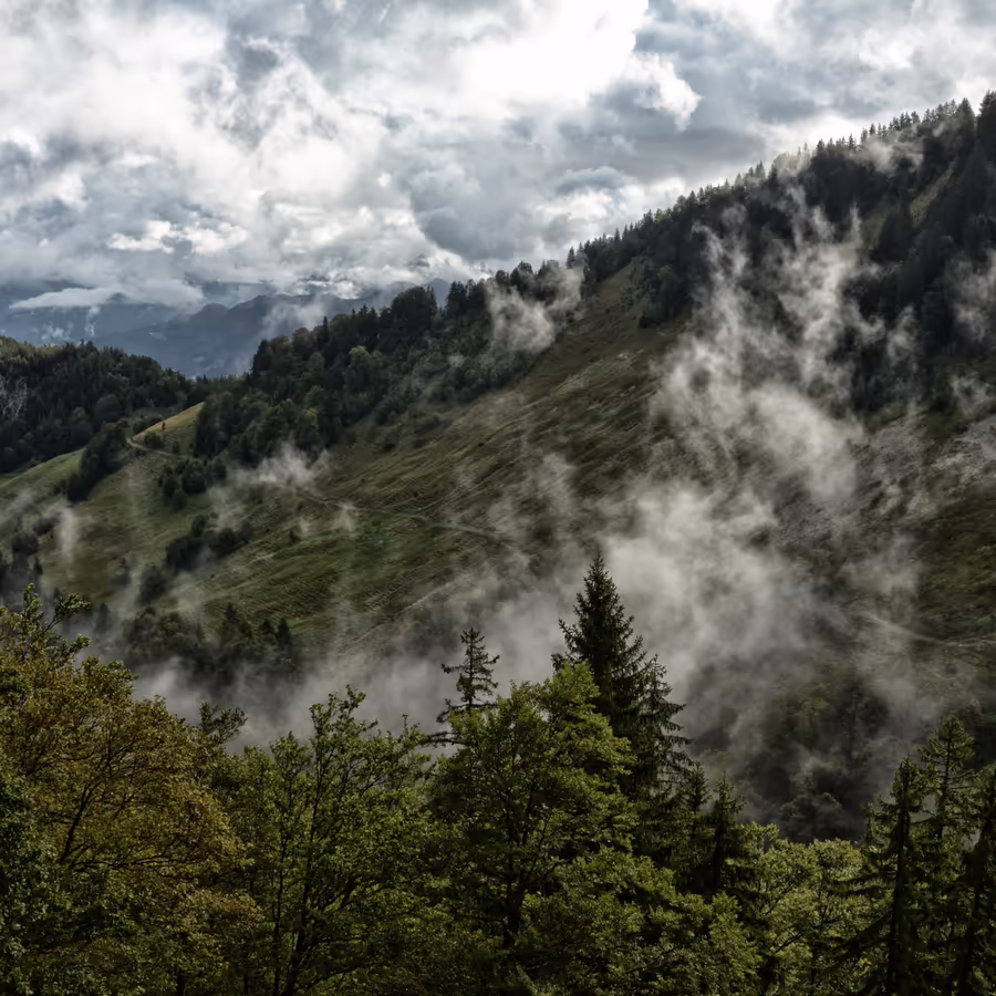 Горный пейзаж в тумане покрытый густым лесом