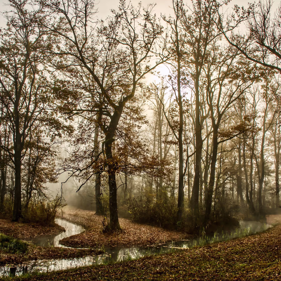 Туманное утро в осеннем лесу над тихим ручьем