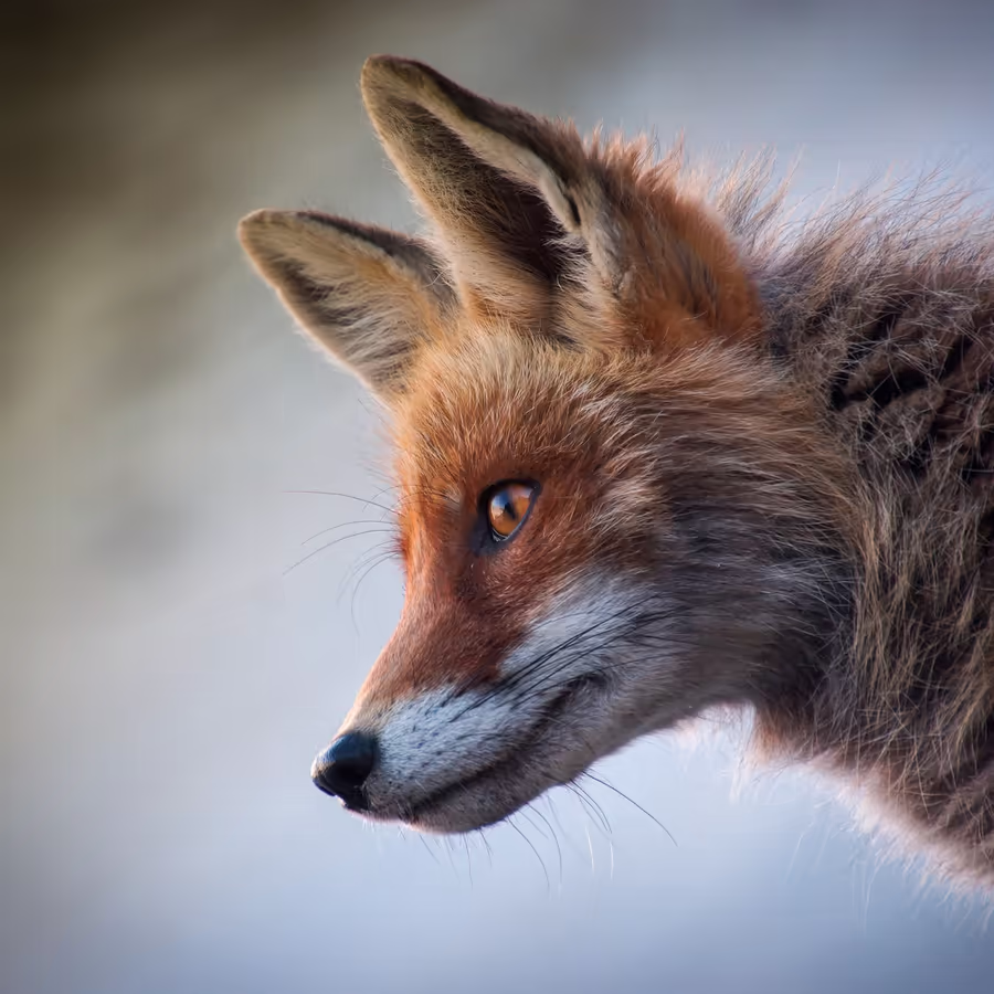 Портрет лисы с внимательным взглядом