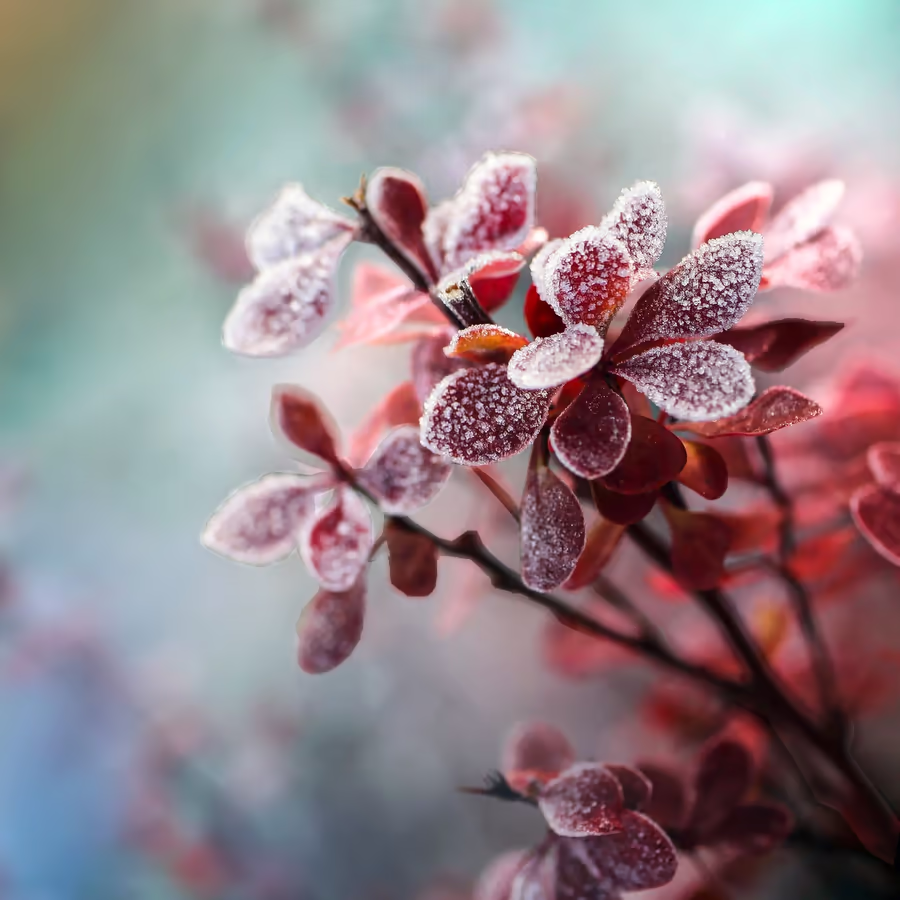 Ветка ивы покрытая инеем после заморозков