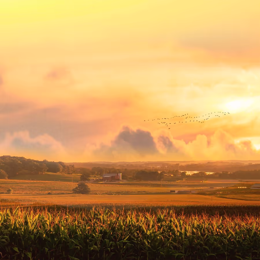 Пейзаж с полем колосьев фермой вдалеке и летящей стаей птиц в лучах заходящего солнца