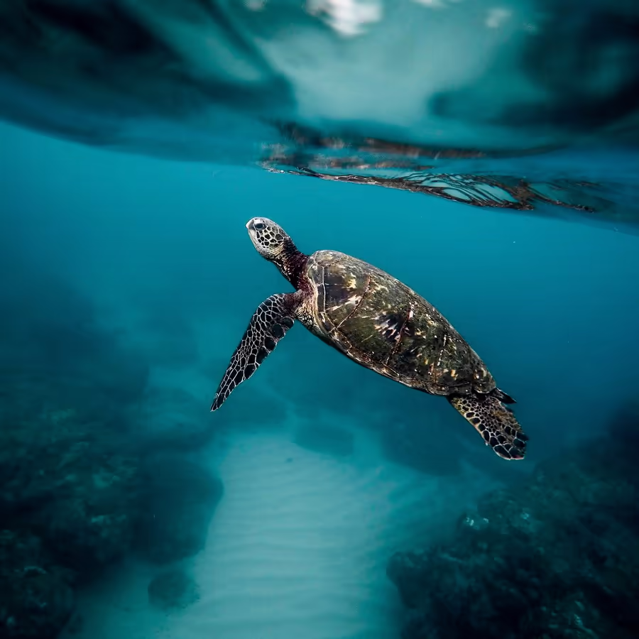 Грациозная морская черепаха плывет в лазурных водах
