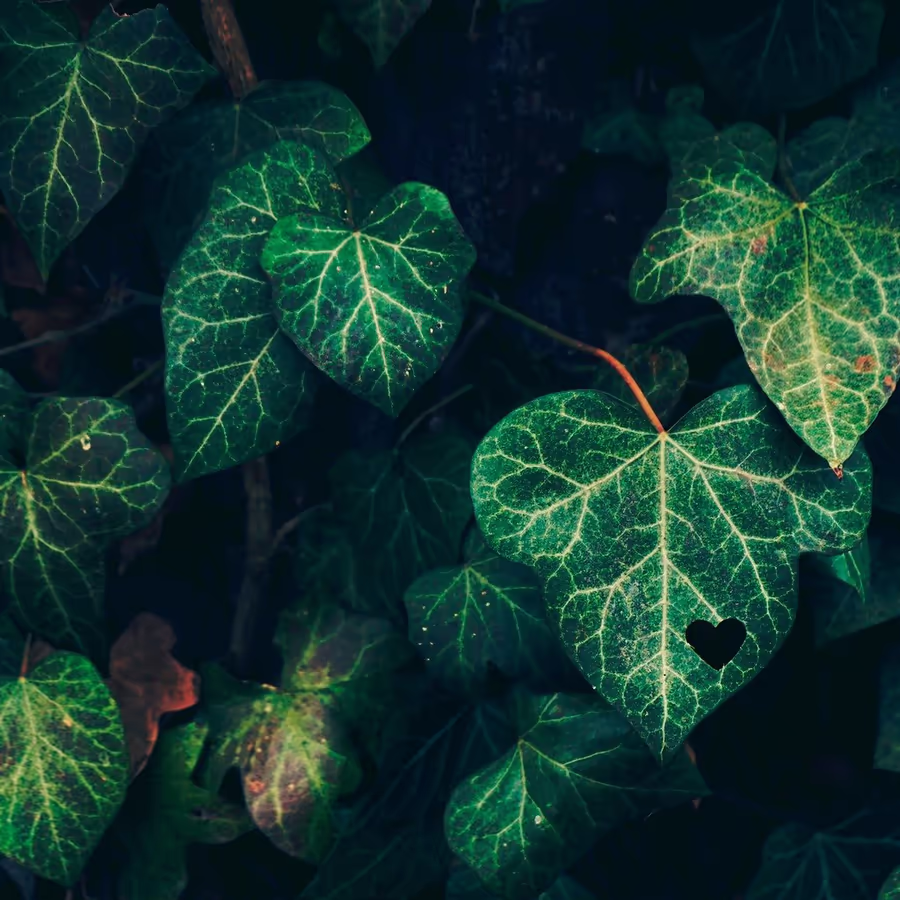 Зеленые листья плюща с вырезанным в форме сердца отверстием