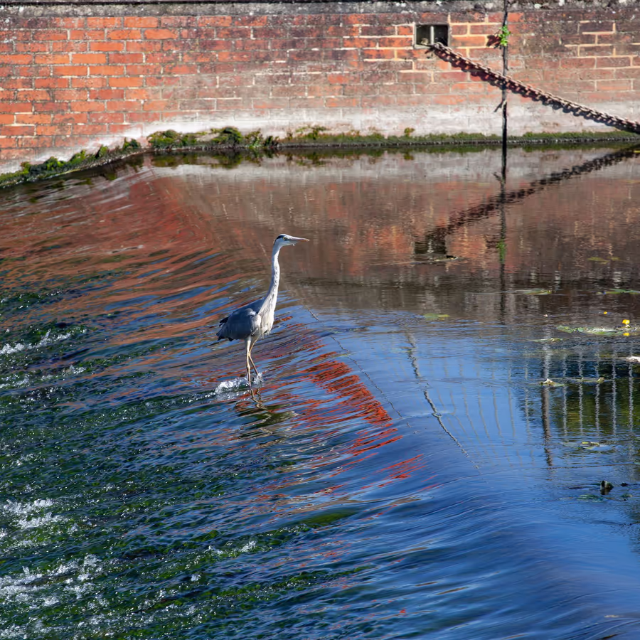 Серая цапля охотится в пруду с отражением кирпичной стены
