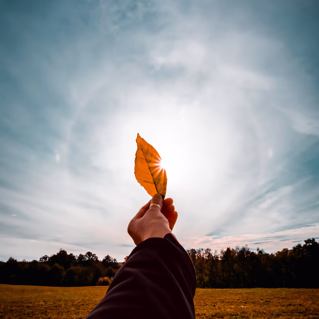 Рука держит осенний лист на фоне солнца