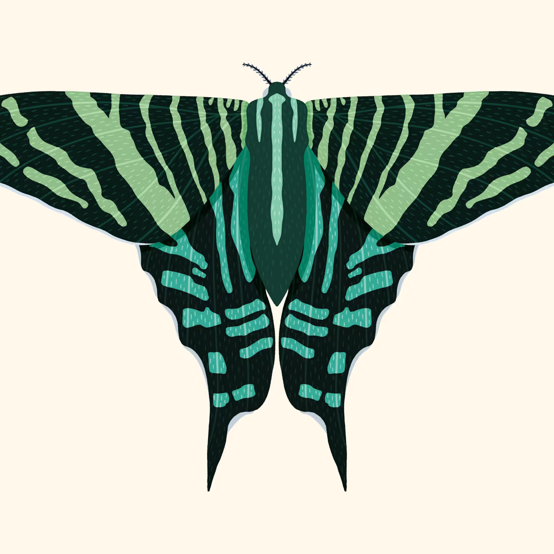 Иллюстрация парусной бабочки изящно раскрывшей крылья