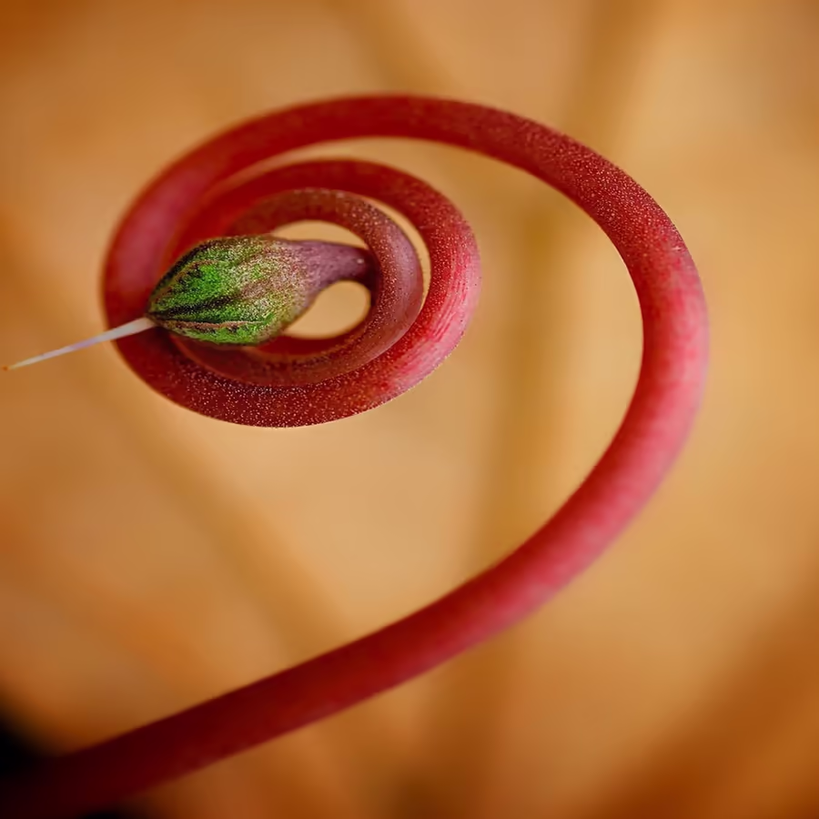 Завораживающий изгиб молодого побега