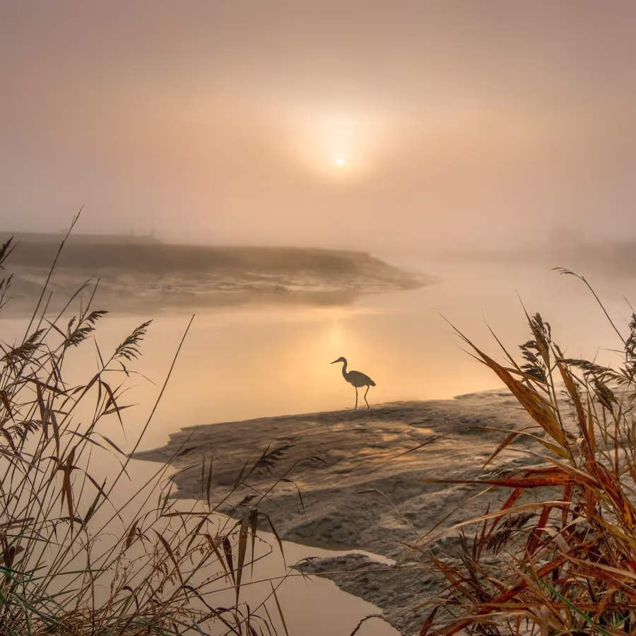 Цапля на фоне восходящего солнца над туманной рекой