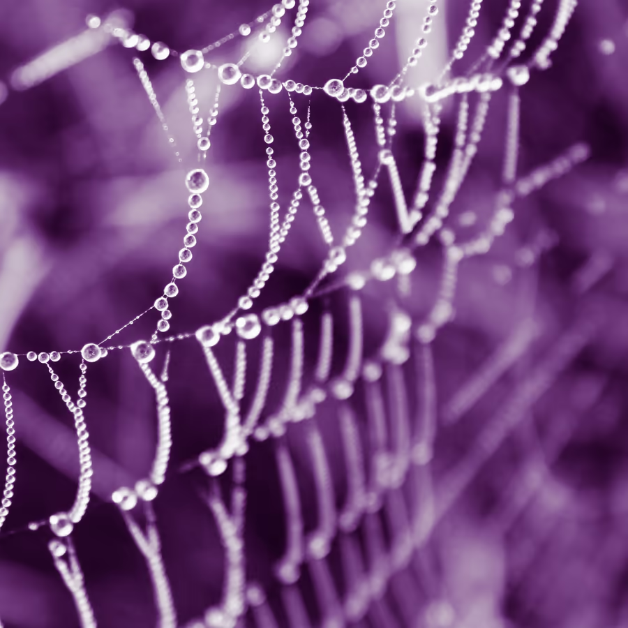 Утренняя паутина покрытая капельками росы