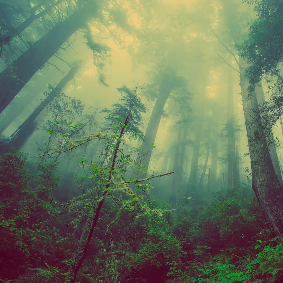 Загадочный вид леса сквозь густой туман