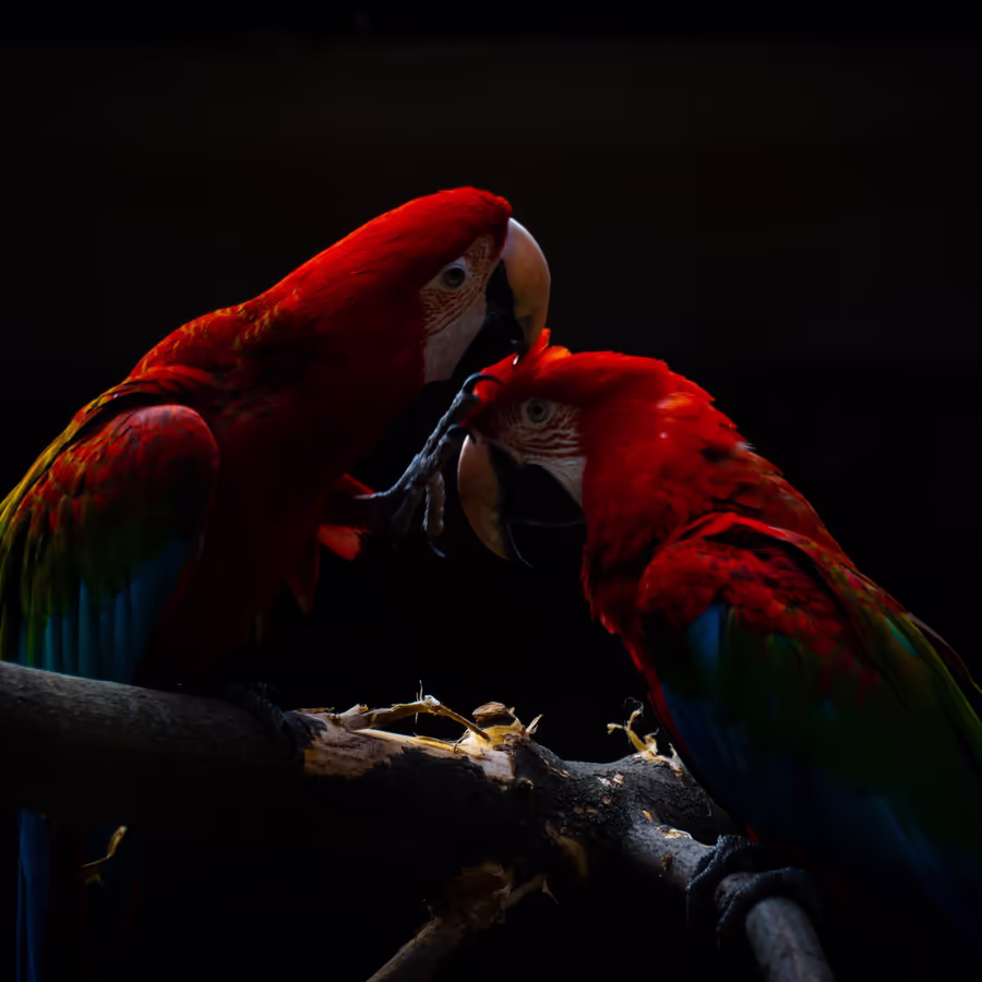 Пара красных ар в тропиках