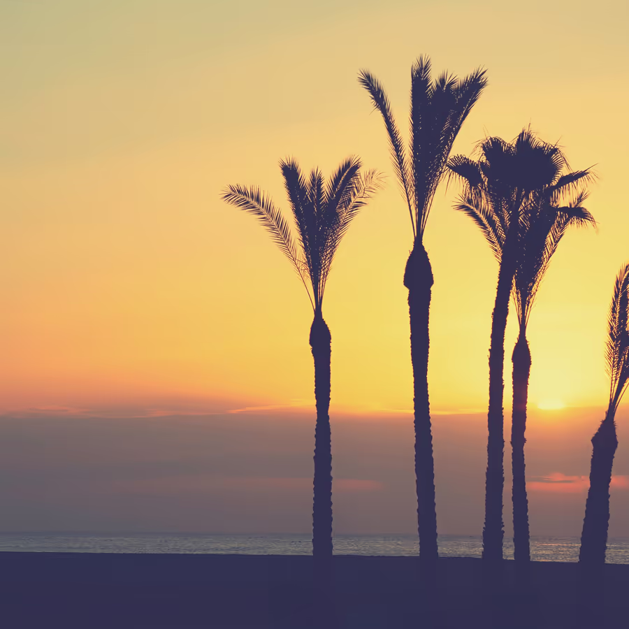 Силуэты пальм на фоне яркого заката
