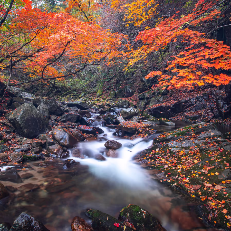 Живописный осенний пейзаж с бурлящим горным ручьем