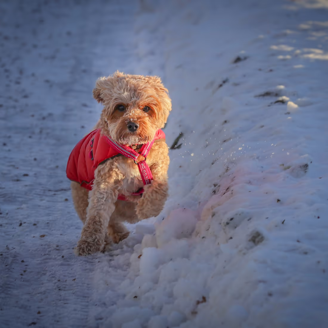 Пудель весело играет в снегу