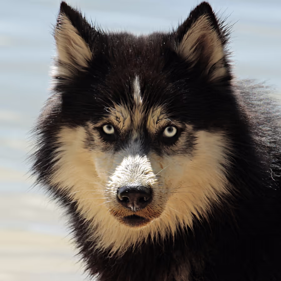 Портрет красивого хаски с глазами разного цвета