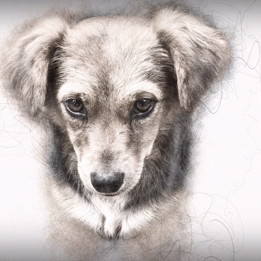 Портрет печального щенка в технике эскиза