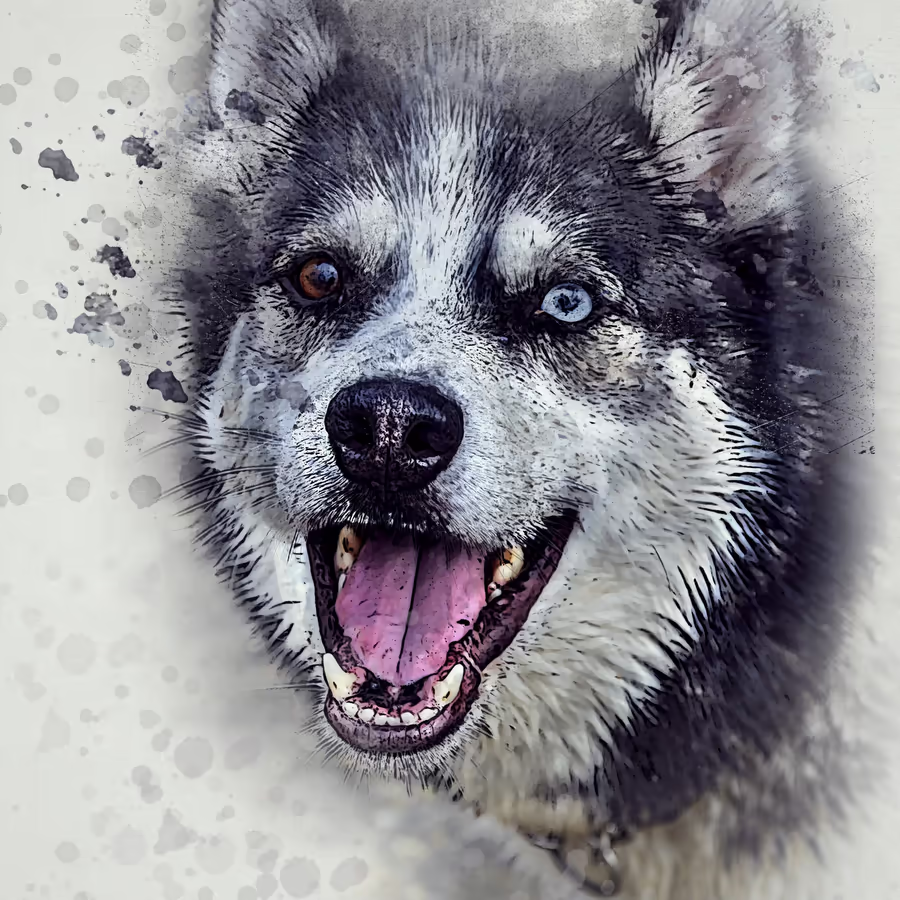 Портрет улыбающегося сибирского хаски выполненный в технике акварели