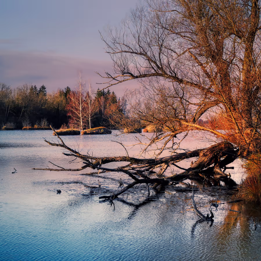 Тихий осенний пейзаж с голыми деревьями и водой