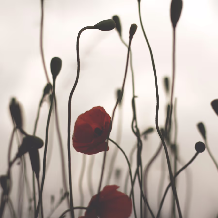 Красные маки выделяются на фоне серого тумана