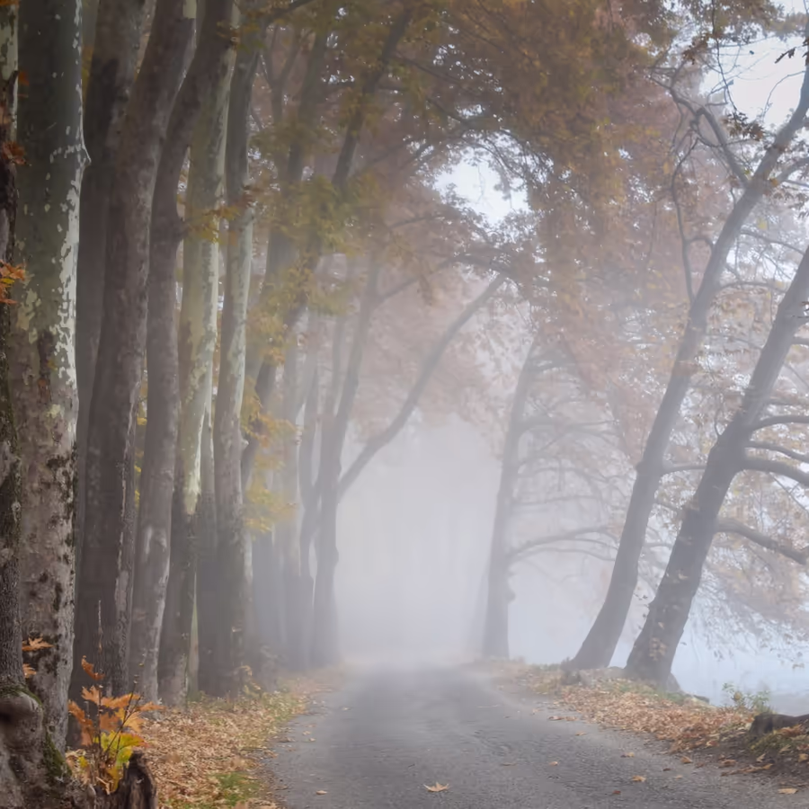 Дорога уходящая вдаль сквозь осенний лес в густом тумане