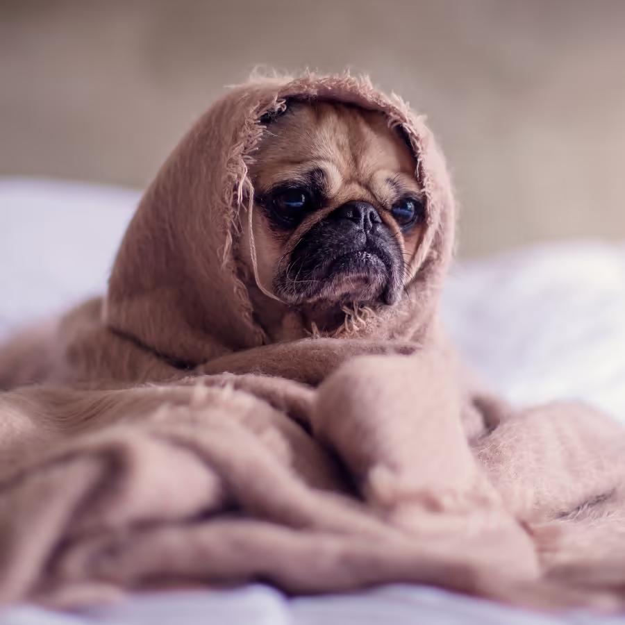 Мопс уютно устроился под пледом