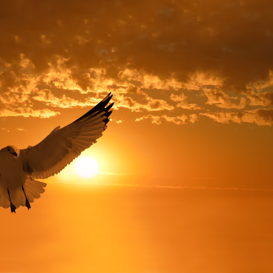 Силуэт чайки на фоне яркого заката