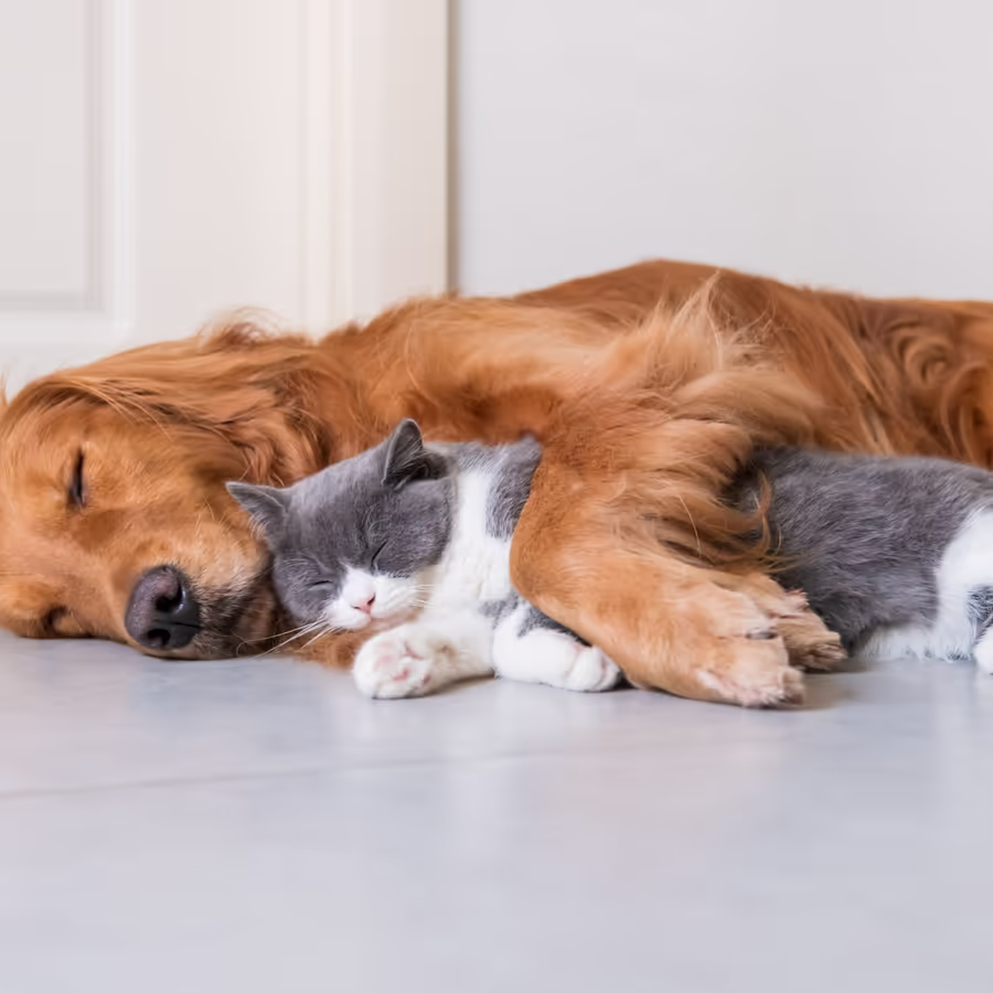 Дружба между котом и собакой Милый момент