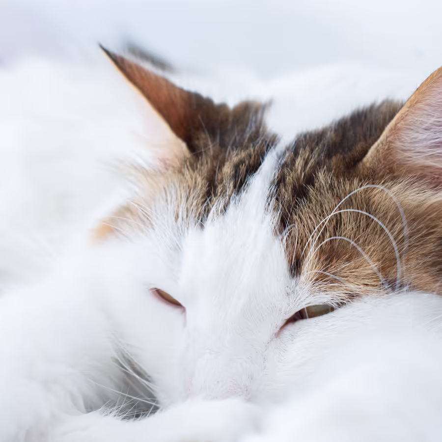 Белый пушистый кот мирно спит