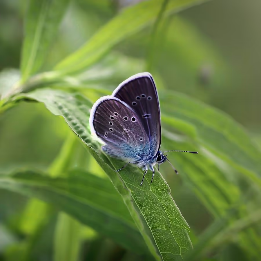 Маленькая бабочка с нежно-голубыми крыльями