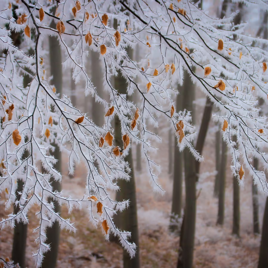 Заснеженные ветви деревьев в туманном лесу