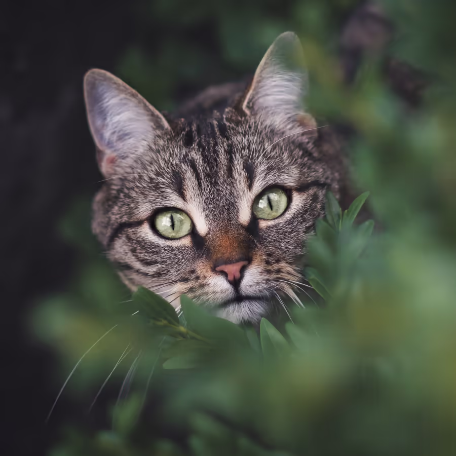 Полосатый кот прячется в зеленой листве