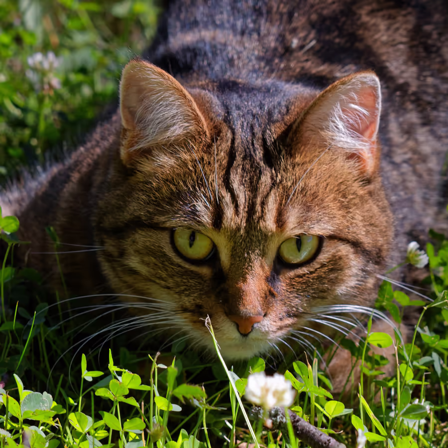 Кот внимательно следит за добычей в зеленой траве
