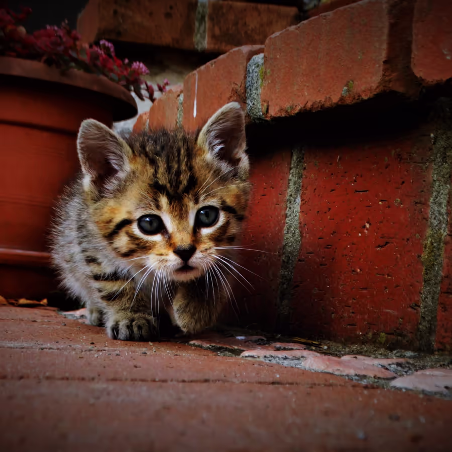Маленький тигренок исследует кирпичную кладку