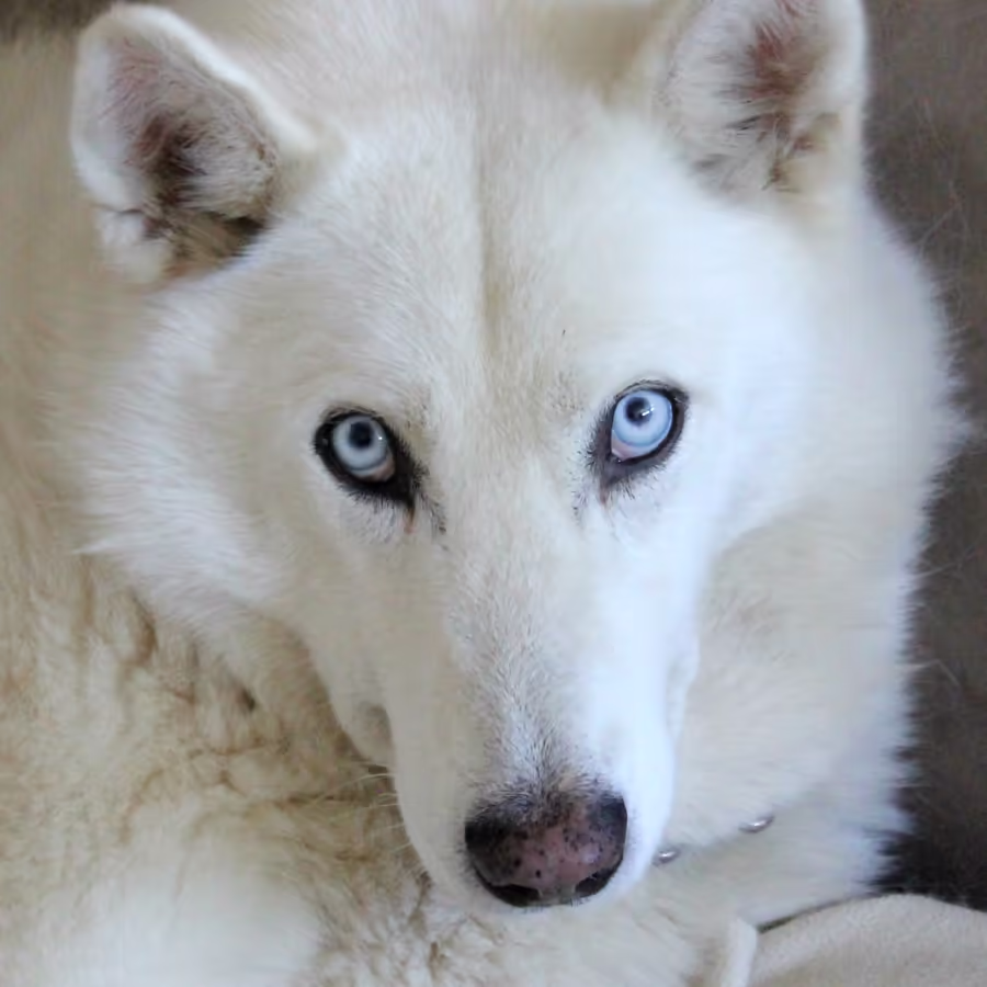 Потрясающе красивый белый хаски с пронзительными голубыми глазами