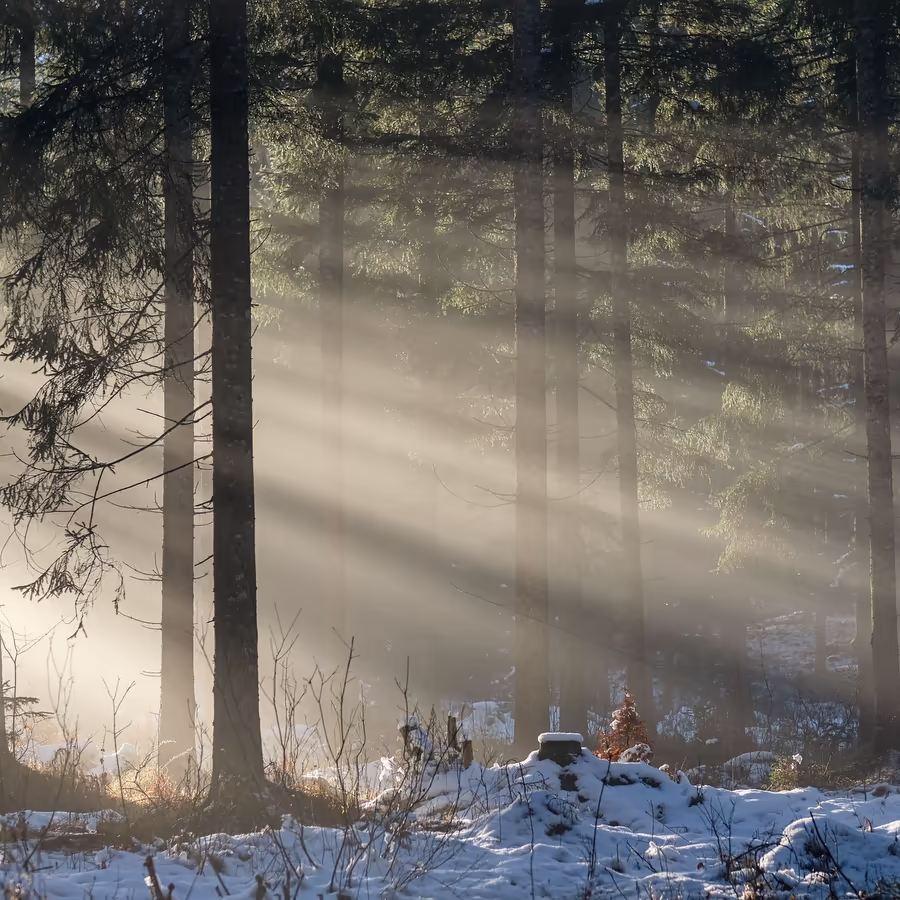 Солнечные лучи пробиваются сквозь стволы деревьев в зимнем лесу