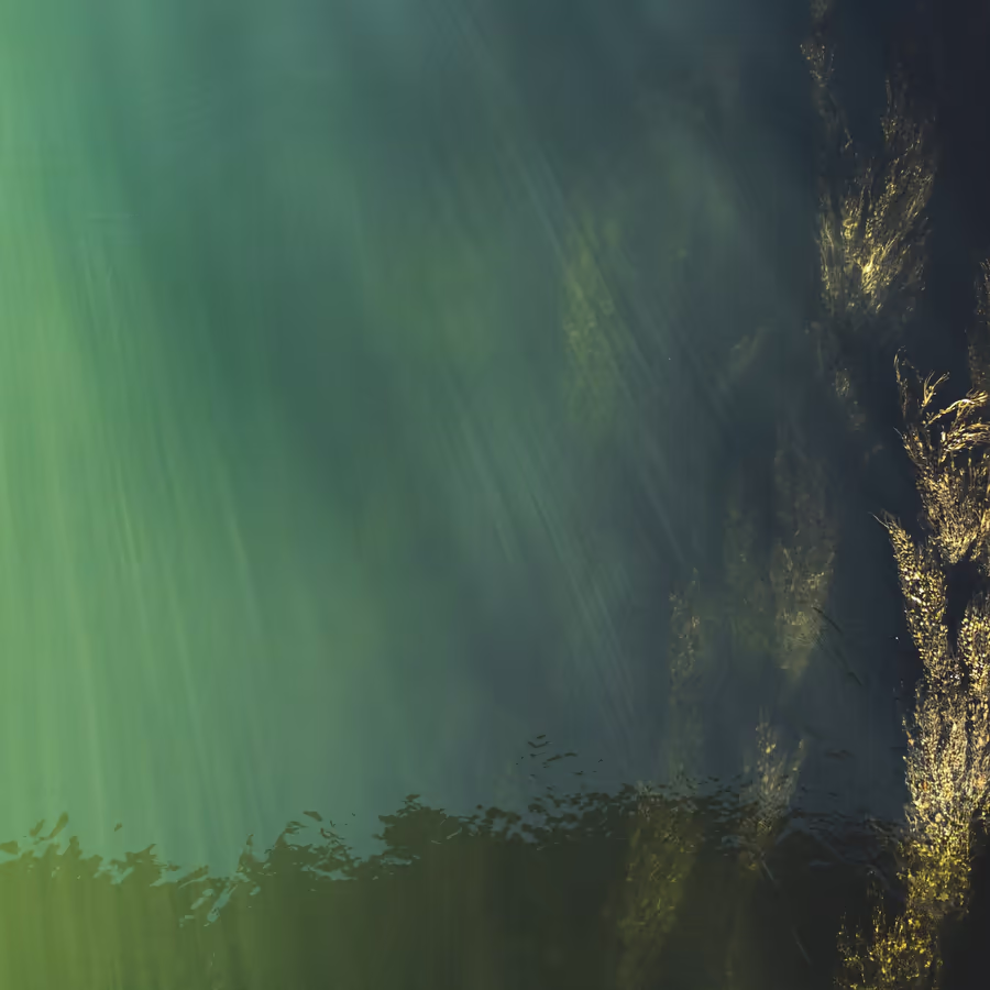 Солнечные лучи проникают сквозь толщу воды освещая подводную растительность