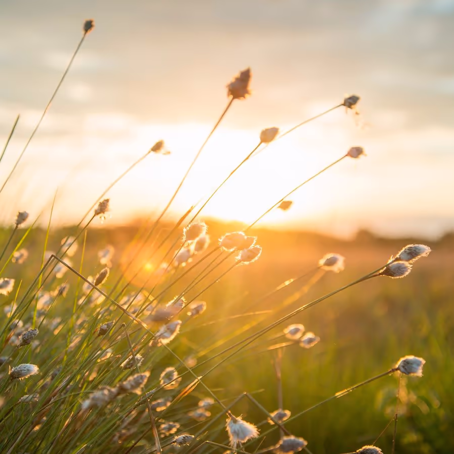 Колосья ковыля освещаются закатным солнцем