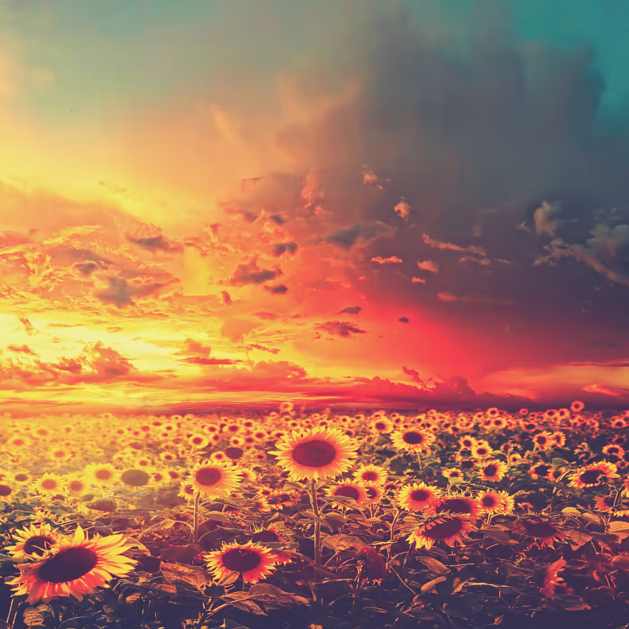 Закат над полем подсолнухов