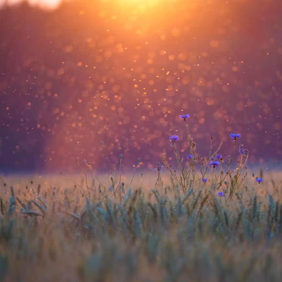 Закат над пшеничным полем с редкими васильками