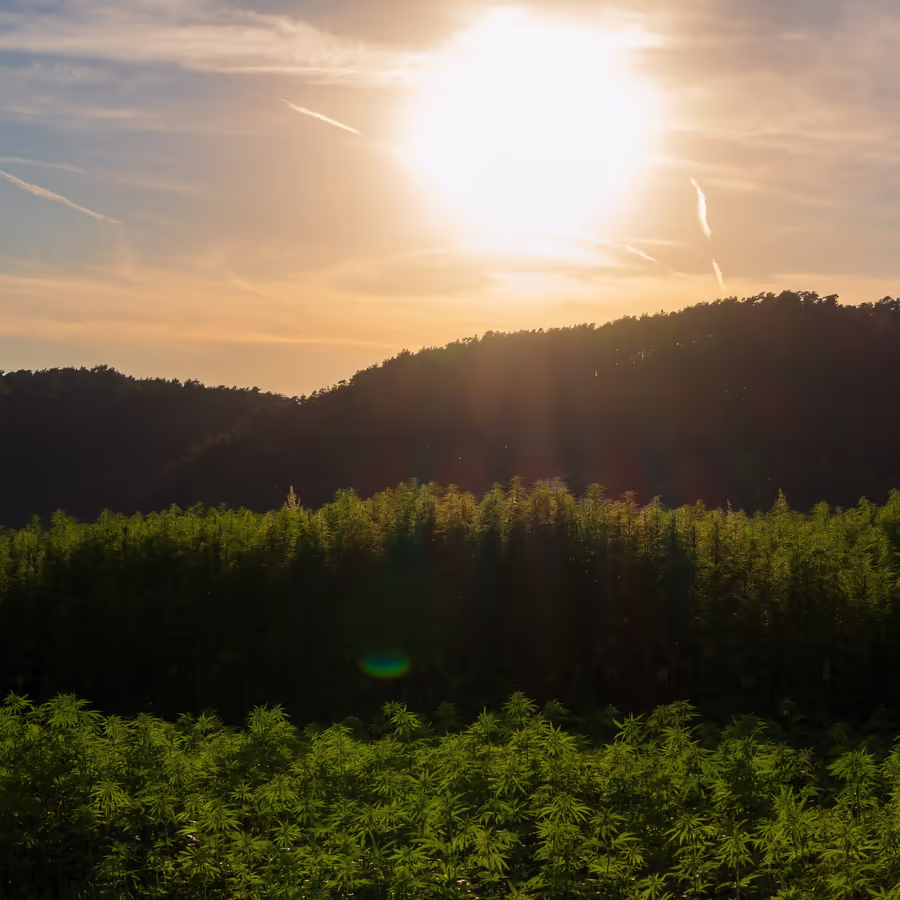 Закат над полями конопли