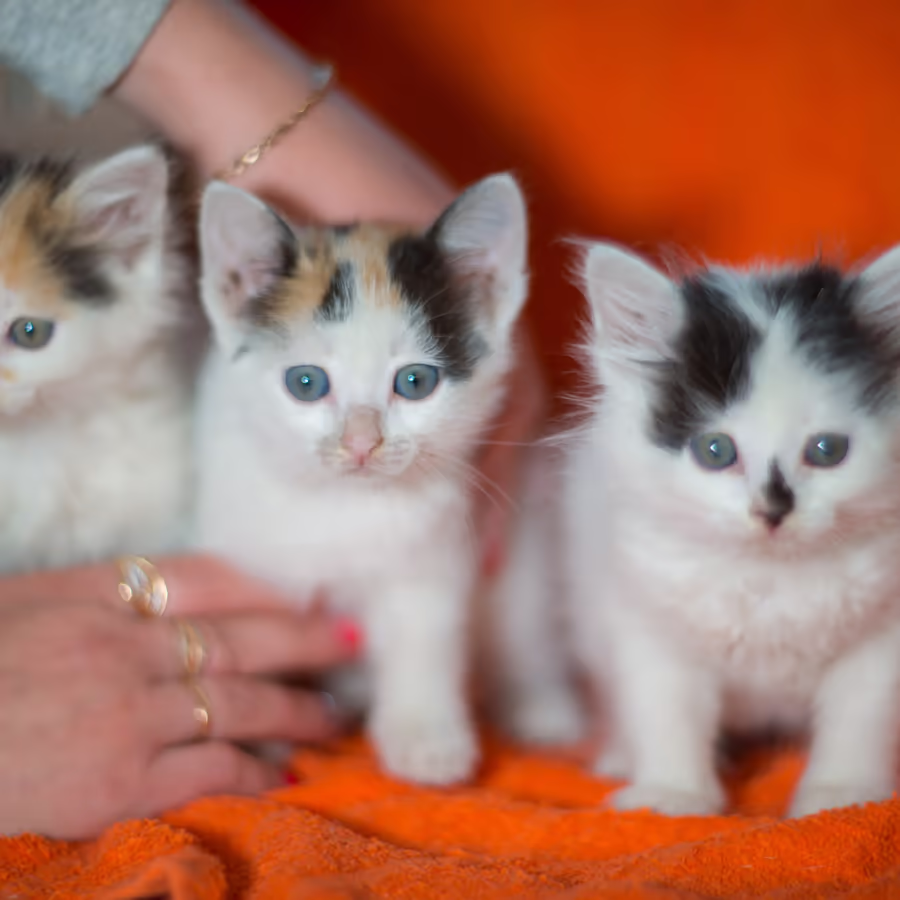 Милые трехцветные котята с голубыми глазами
