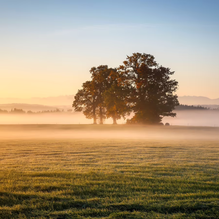 Три дерева в золотом свете восходящего солнца сквозь утренний туман