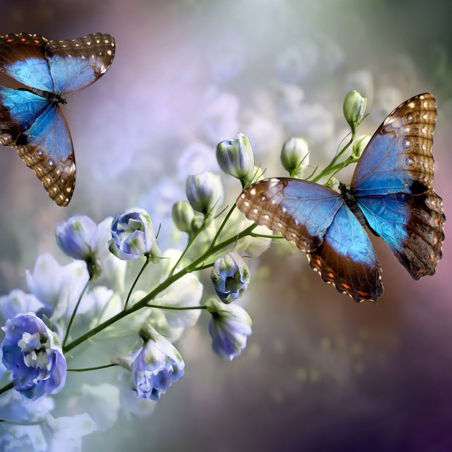 Две яркие синие бабочки отдыхают на нежных голубых цветах