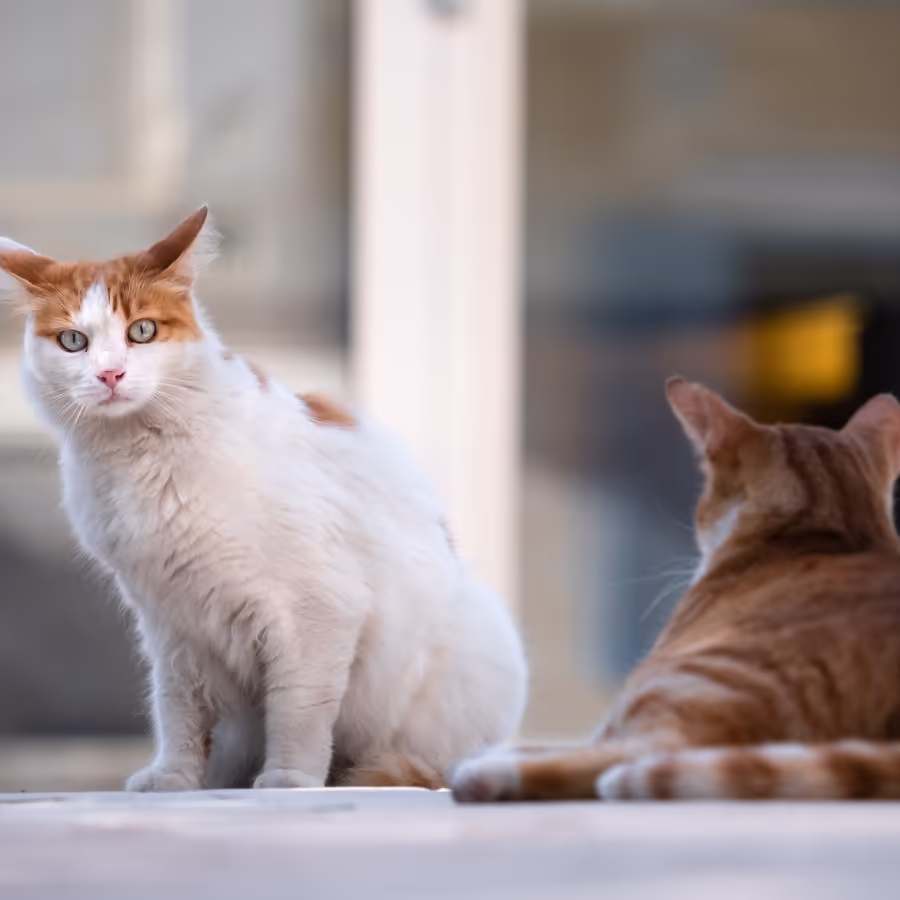 Белый кот с рыжими пятнами и рыжий кот общаются