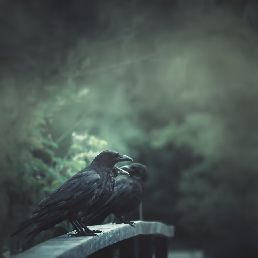 Две вороны на деревянном мостике в туманном лесу