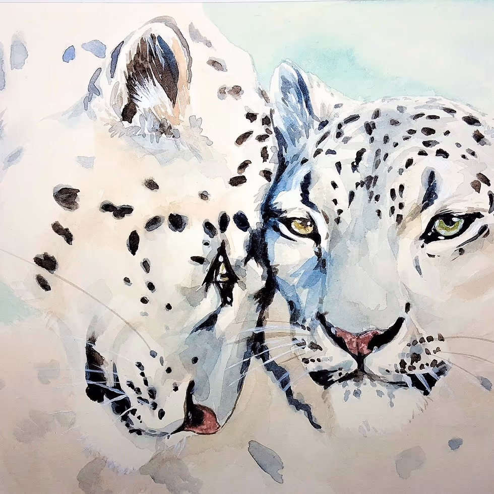 Два снежных барса смотрят в камеру акварельный рисунок