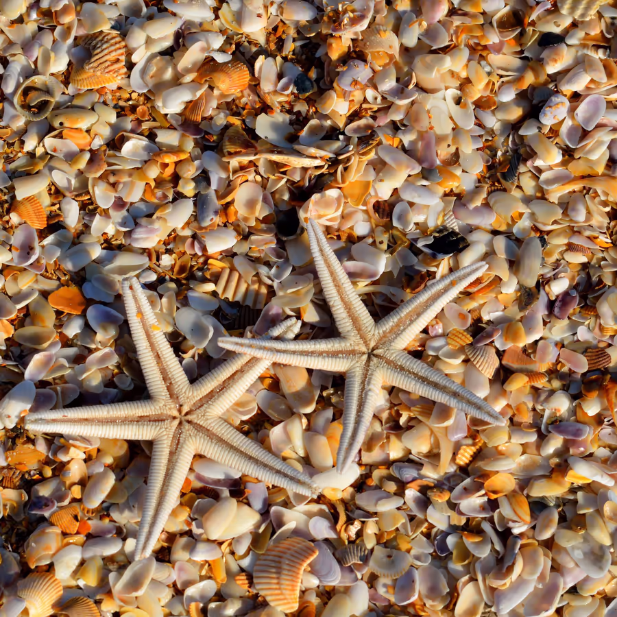 Две морские звезды среди множества разноцветных ракушек